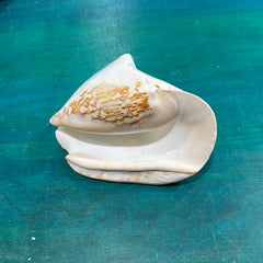 Strombus latissimus aka Milk Conch Shell, White