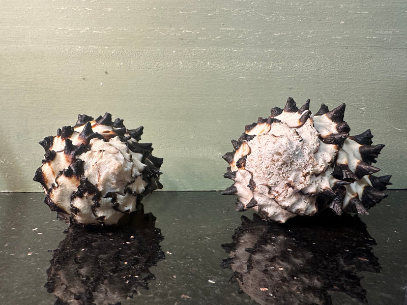 Radish Murex Shell - Hexaplex radix