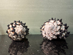 Radish Murex Shell - Hexaplex radix