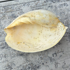 Extra Large Umbilicate Baler Melo Shell 13.5