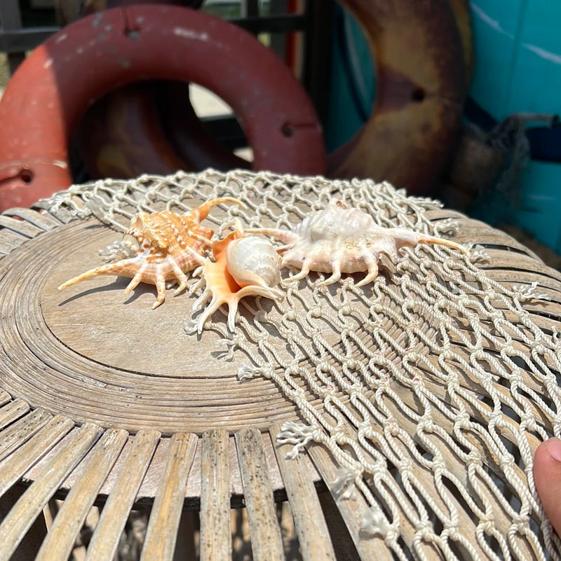 Orange Spider Conch Shell- Lambis Crocata