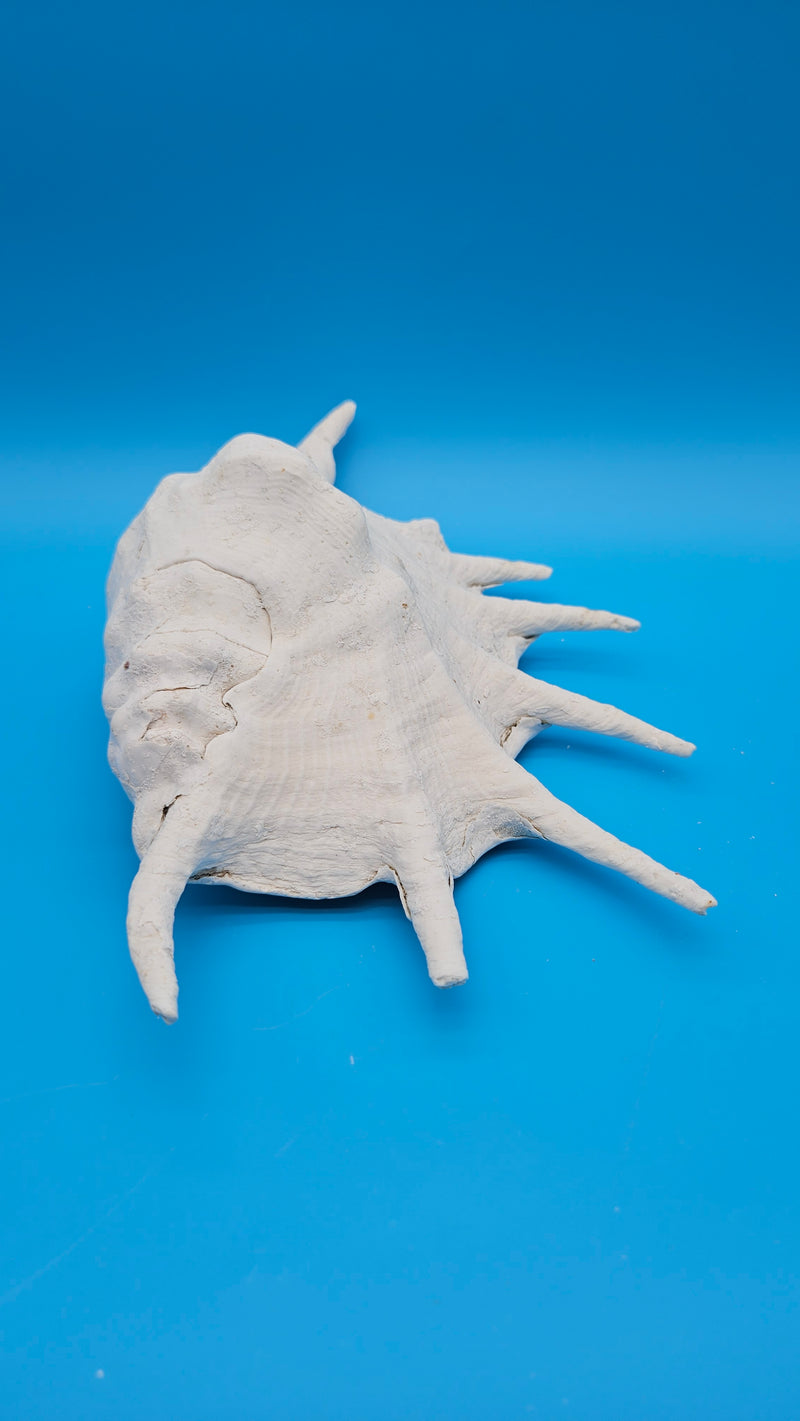 Giant Spider Conch Lambis truncata elegant display shell