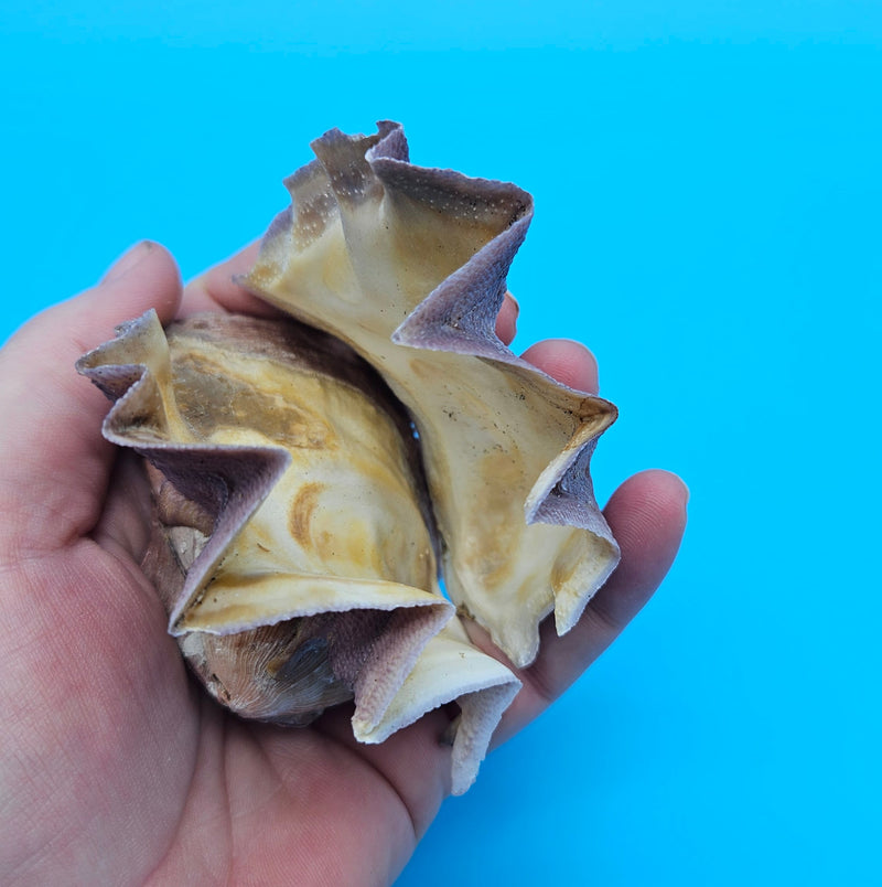 Premium Zigzag Oyster Display Shell Lavender and Cream