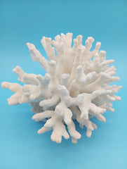 Base view of vintage Elkhorn coral showing natural foundation structure and authentic marine formation details
