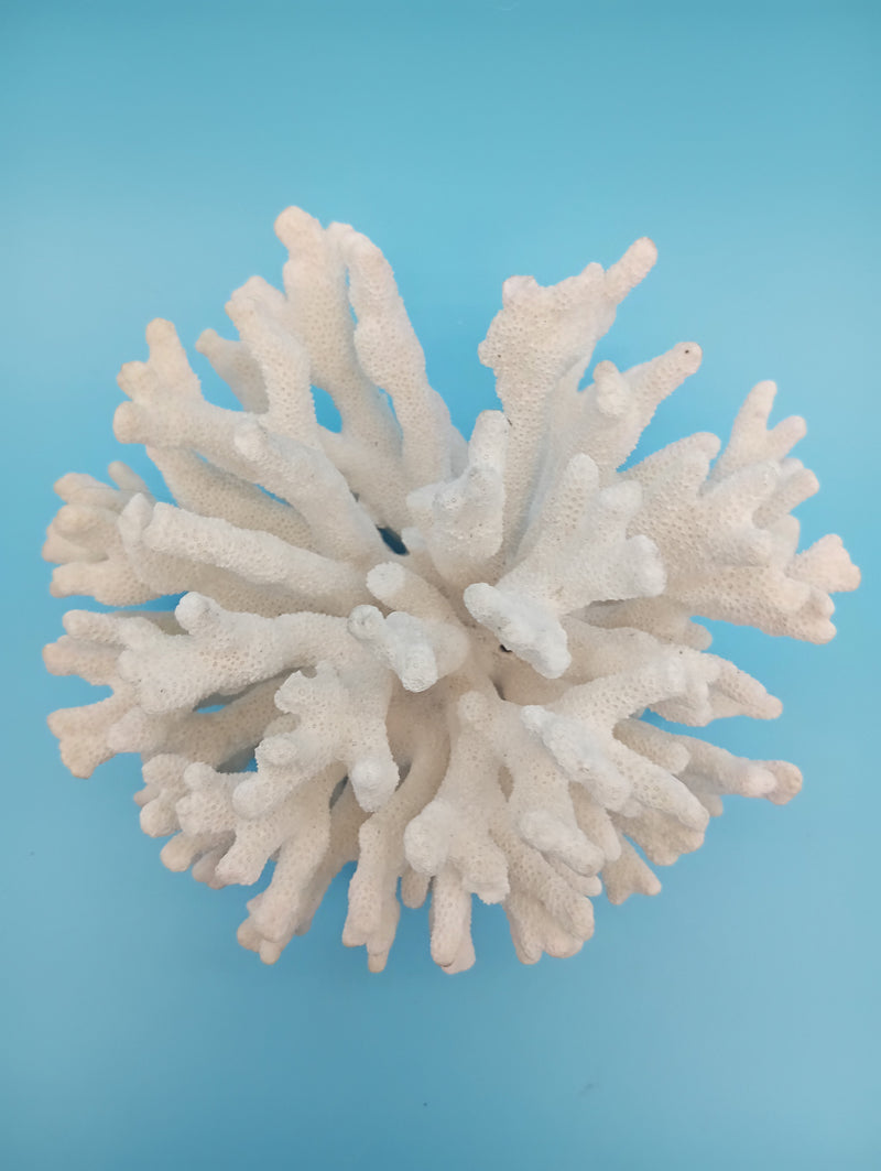 Close-up detail of vintage Elkhorn coral showing natural texture and delicate branching patterns formed by ocean life