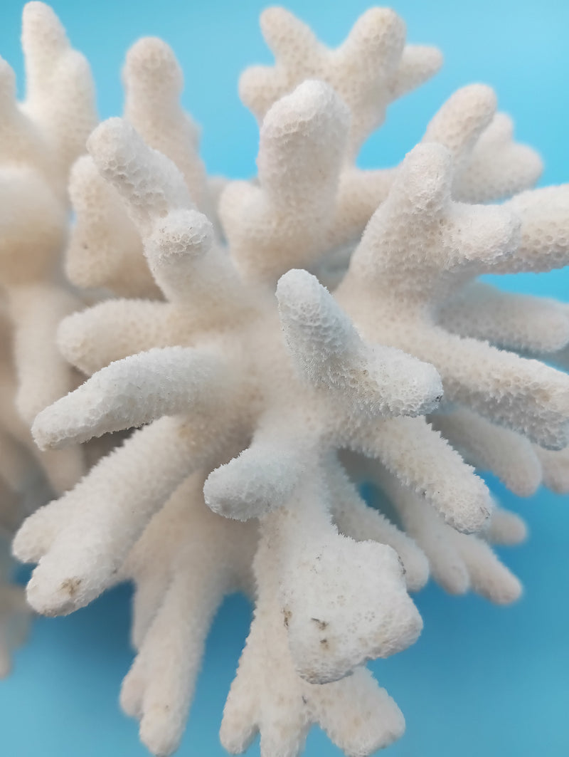 Close-up view of vintage Elkhorn coral specimen showing natural branching patterns and authentic marine texture