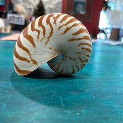 Chambered Tiger Nautilus 3-4 Exact Shell Shown