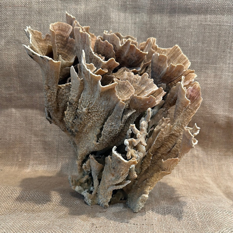 Vintage Natural Poca Coral - 9"x7"x9.5"