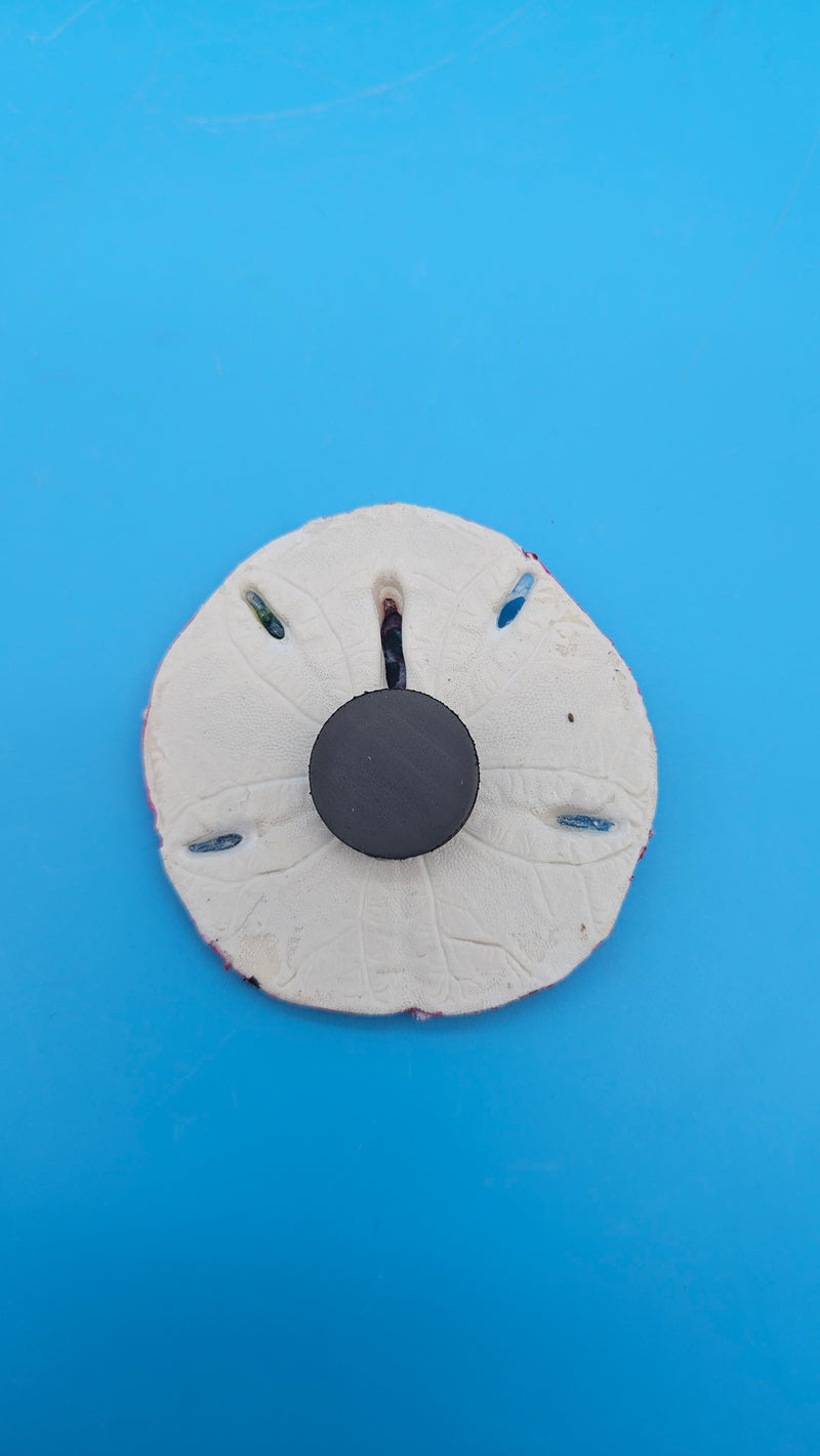 Real sand dollar magnet with pink edge and beach flamingo print – coastal home décor accent