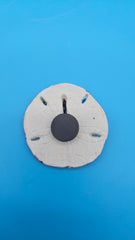 Real sand dollar magnet with pink edge and beach flamingo print – coastal home décor accent