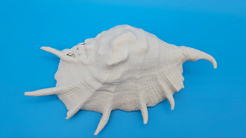 White conch Lambis truncata with flared points