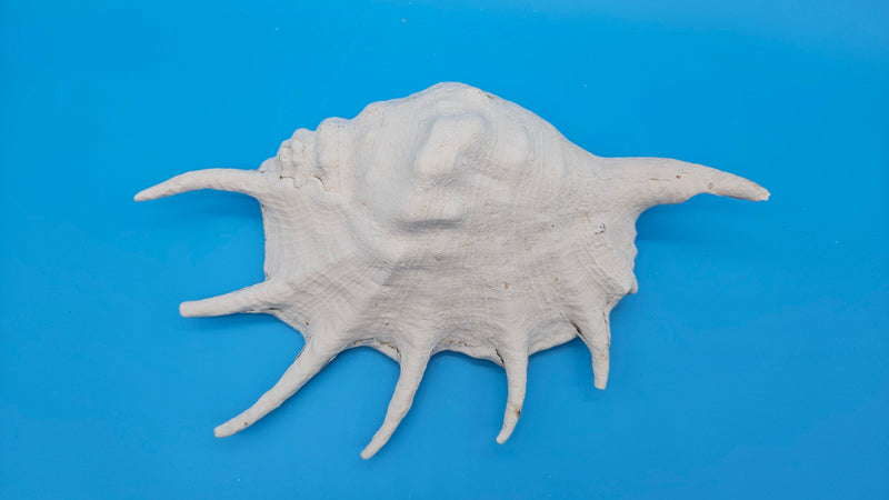 White Spider Conch shell with flared extensions and shine