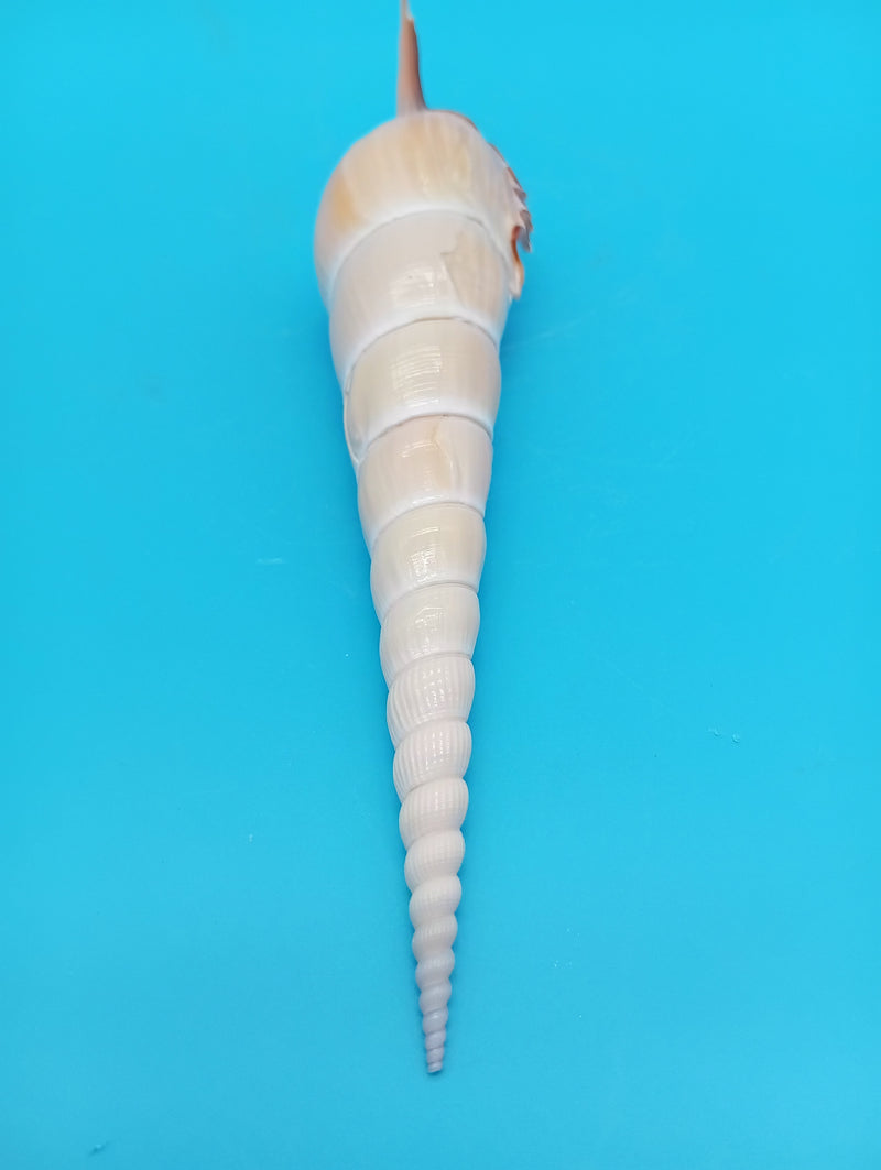 Flat lay of 9 inch Shinbone Tibia shell – natural coastal home accent