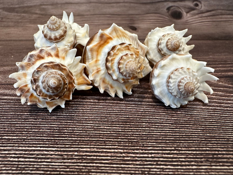 Group of Florida Crowned King Conch Shells (Melongena Corona) featuring ridged spiral designs with natural brown and white tones, displayed on a wooden surface.