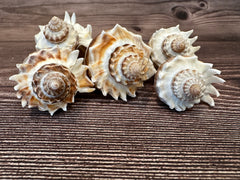 Group of Florida Crowned King Conch Shells (Melongena Corona) featuring ridged spiral designs with natural brown and white tones, displayed on a wooden surface.