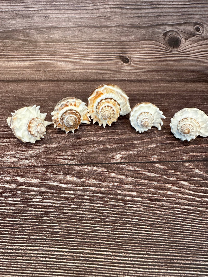 Group of Florida Crowned King Conch Shells (Melongena Corona) featuring ridged spiral designs with natural brown and white tones, displayed on a wooden surface.