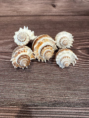 Group of Florida Crowned King Conch Shells (Melongena Corona) featuring ridged spiral designs with natural brown and white tones, displayed on a wooden surface.