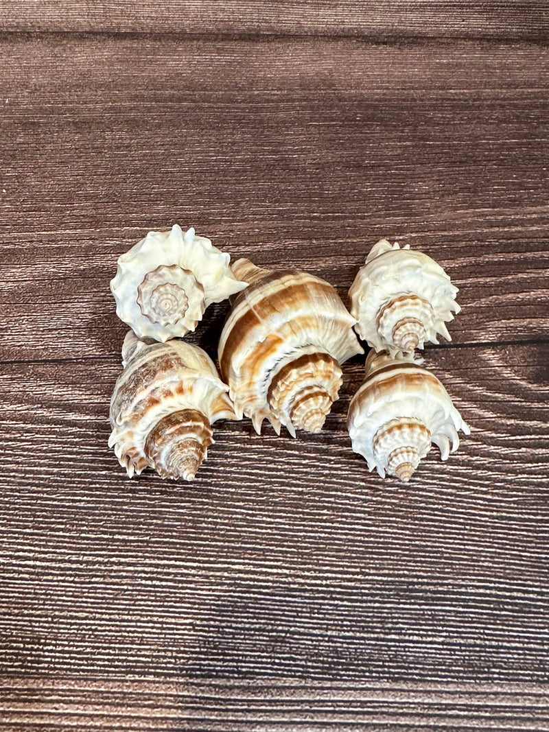 Group of Florida Crowned King Conch Shells (Melongena Corona) featuring ridged spiral designs with natural brown and white tones, displayed on a wooden surface.