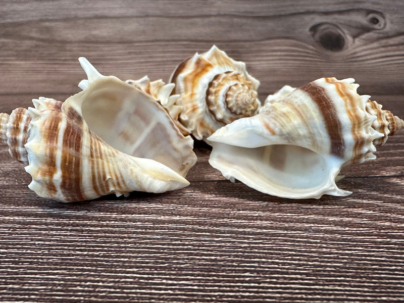 Group of Florida Crowned King Conch Shells (Melongena Corona) featuring ridged spiral designs with natural brown and white tones, displayed on a wooden surface.