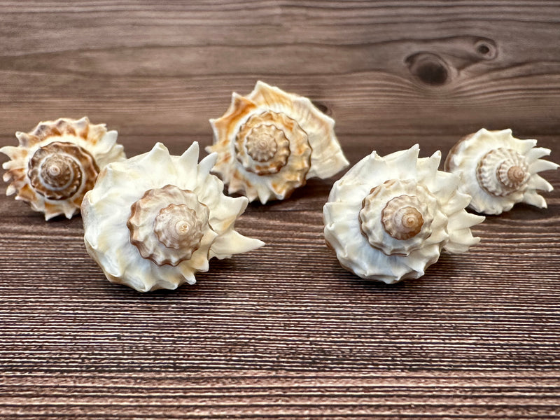 Group of Florida Crowned King Conch Shells (Melongena Corona) featuring ridged spiral designs with natural brown and white tones, displayed on a wooden surface.