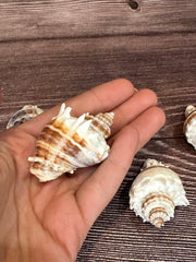 Group of Florida Crowned King Conch Shells (Melongena Corona) featuring ridged spiral designs with natural brown and white tones, displayed on a wooden surface.