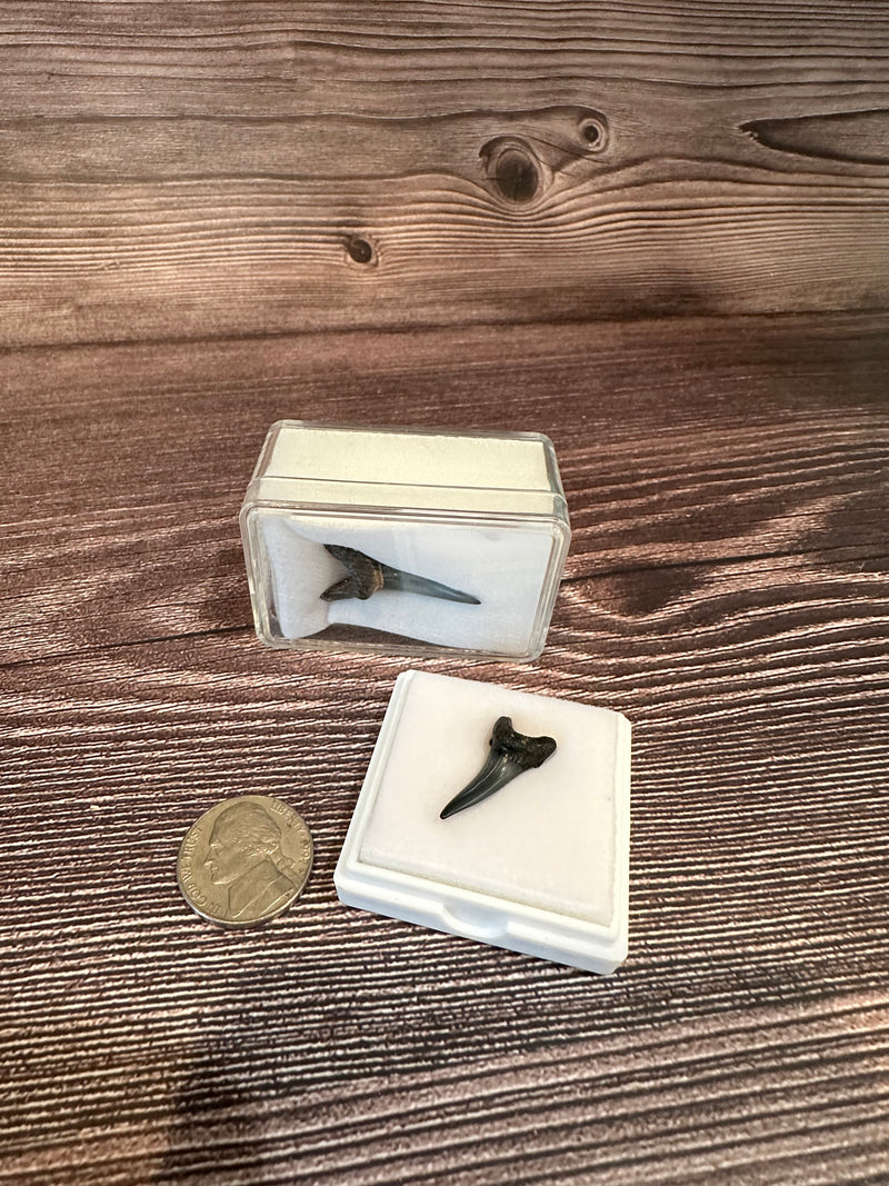 Sand Tiger Shark Fossilized teeth in display cases