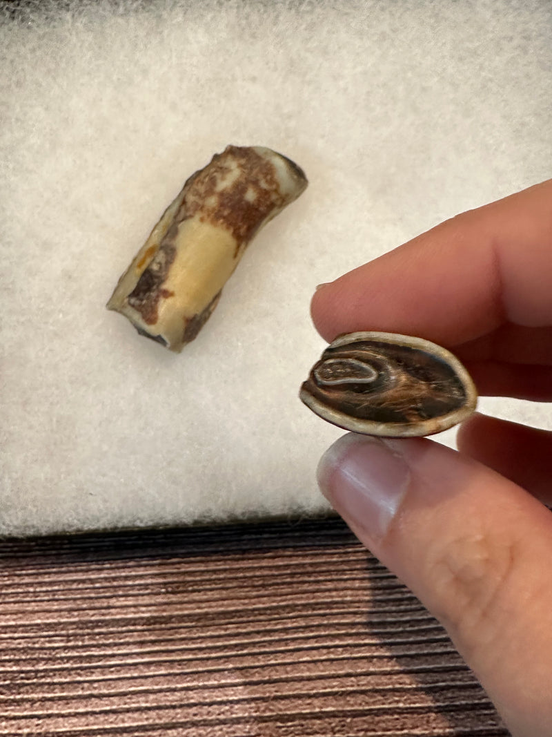 Giant sloth fossilized teeth pieces