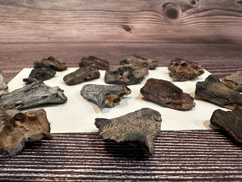 Fossilized Sea robin neurocranium pieces found locally in Port Aransas Texas