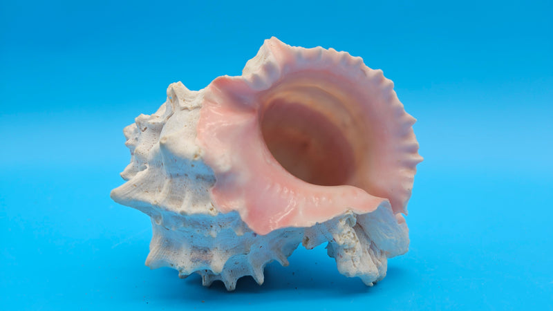 Rare freak double lip pink murex shell with coral white spines and blush interior