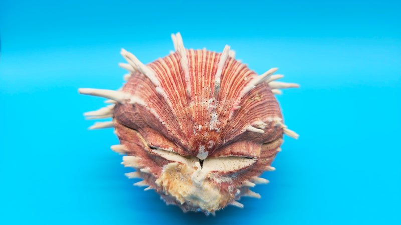 Regius Spondylus Spiny Display Shell –7
