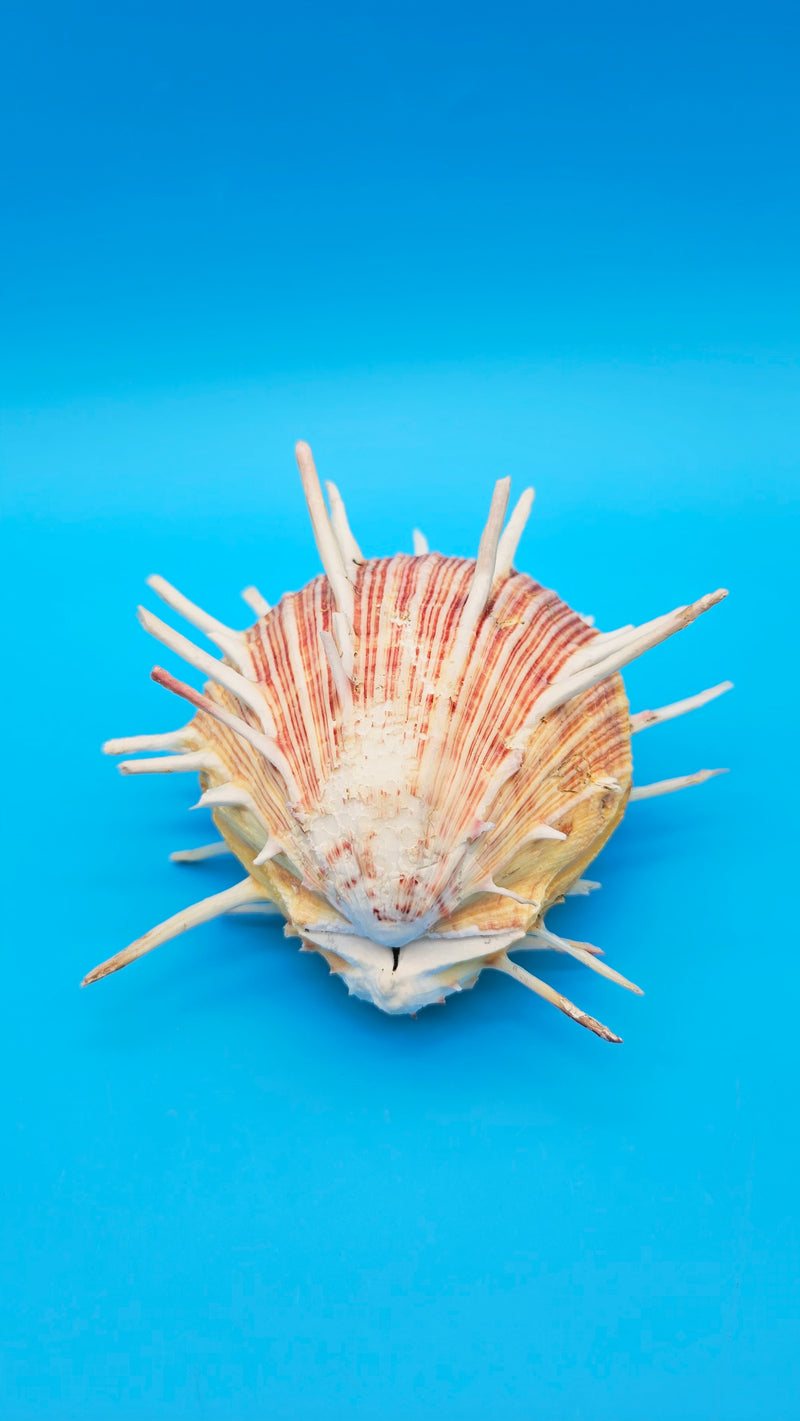 Regius Spondylus Spiny Display Shell – 6.5