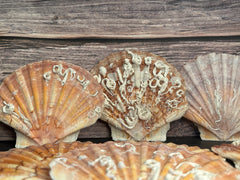 A collection of vibrant Irish Flat Scallop shells with natural organic growth, including tube worms and barnacles, displayed on a dark surface with a wooden background. The shells showcase a range of colors from orange and pink to brown, with unique textures and markings adding to their natural beauty.