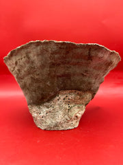 Front display of natural Cup Coral specimen
