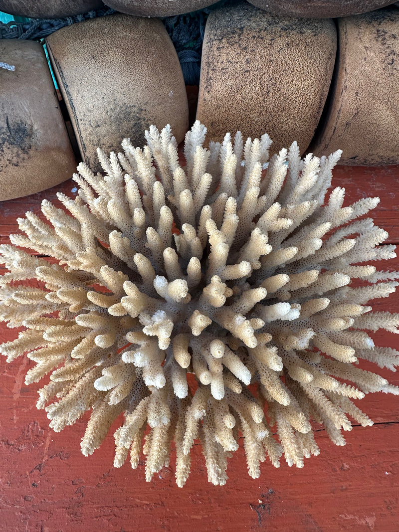 Front view of vintage Table Coral branching marine specimen
