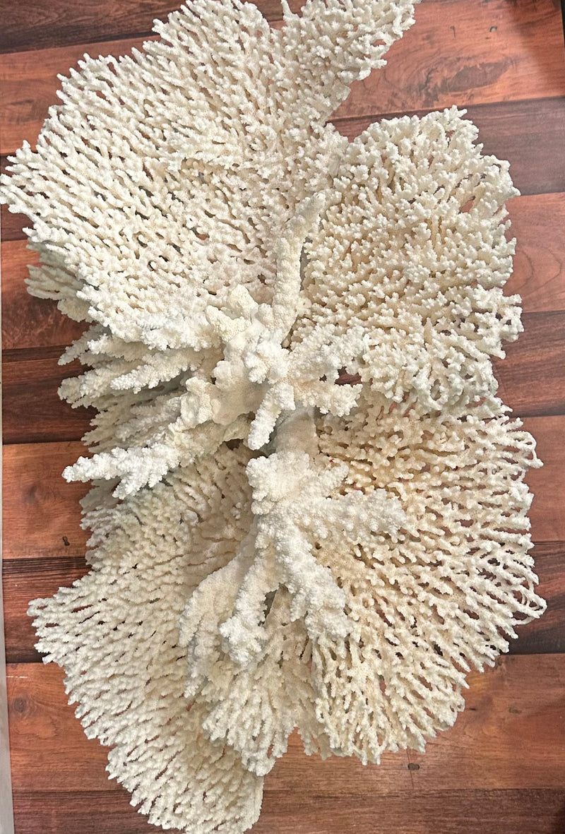 Large Table & Branch Coral Sculpture- 23"x16"15"