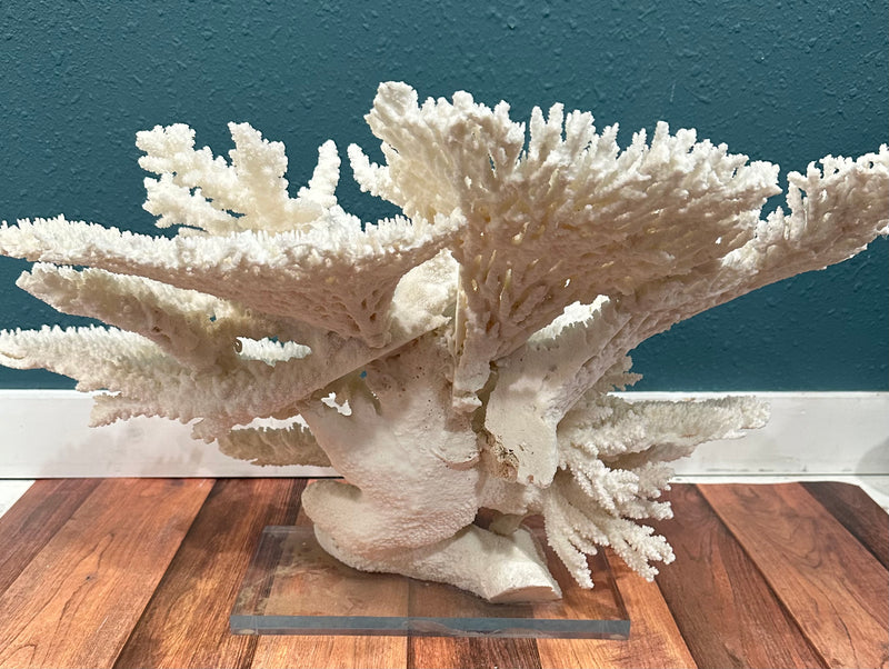 Large Table & Branch Coral Sculpture- 23"x16"15"