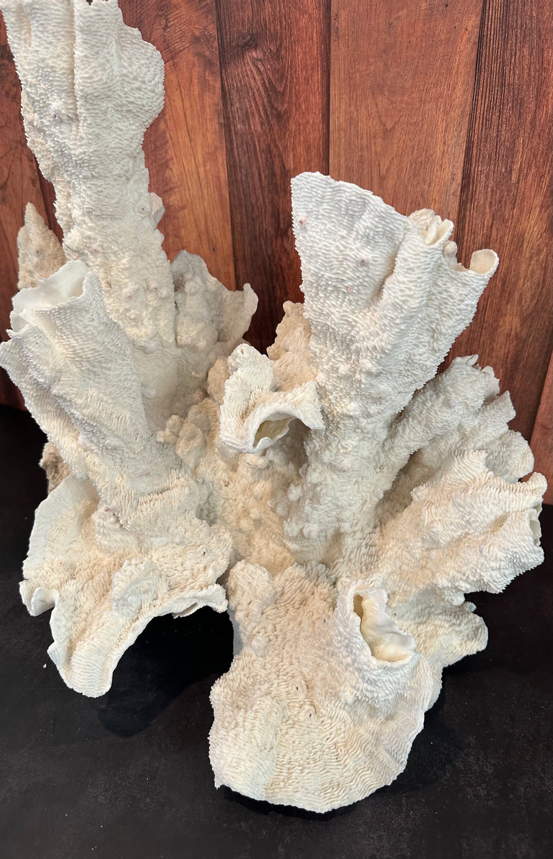 Ultra Rare Black Cup Coral- 20"x18"x12"