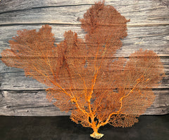 Red Sea Fan 28x24