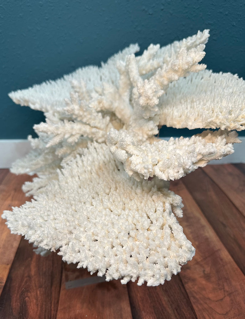 Large Table & Branch Coral Sculpture- 23"x16"15"