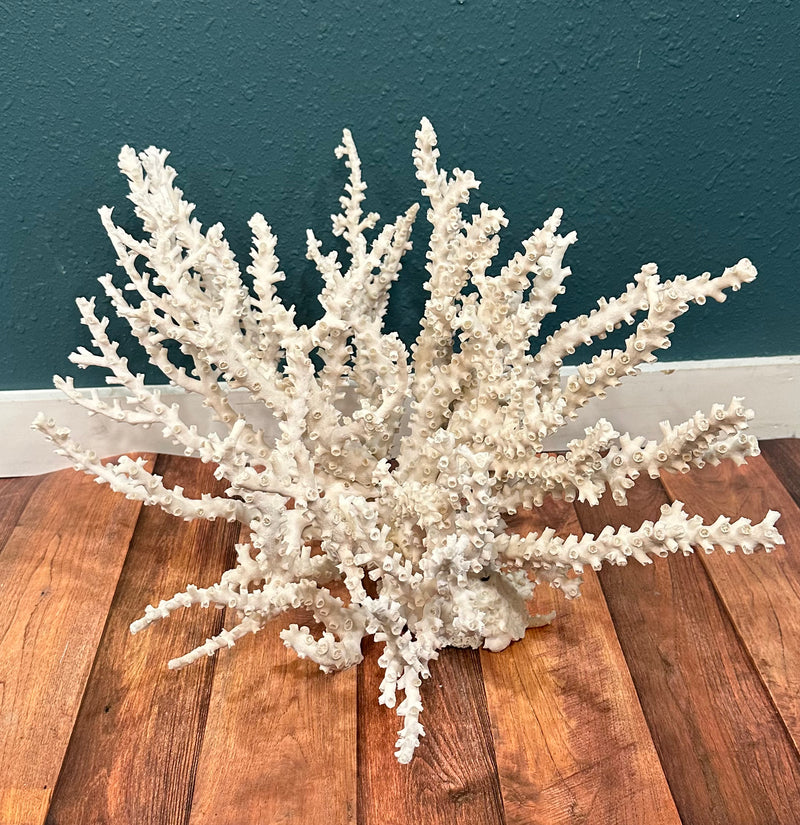 Vintage Octopus Coral- 23"