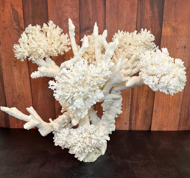 Vintage Lace/Octopus Coral Sculpture- 21"x 15"x 18"