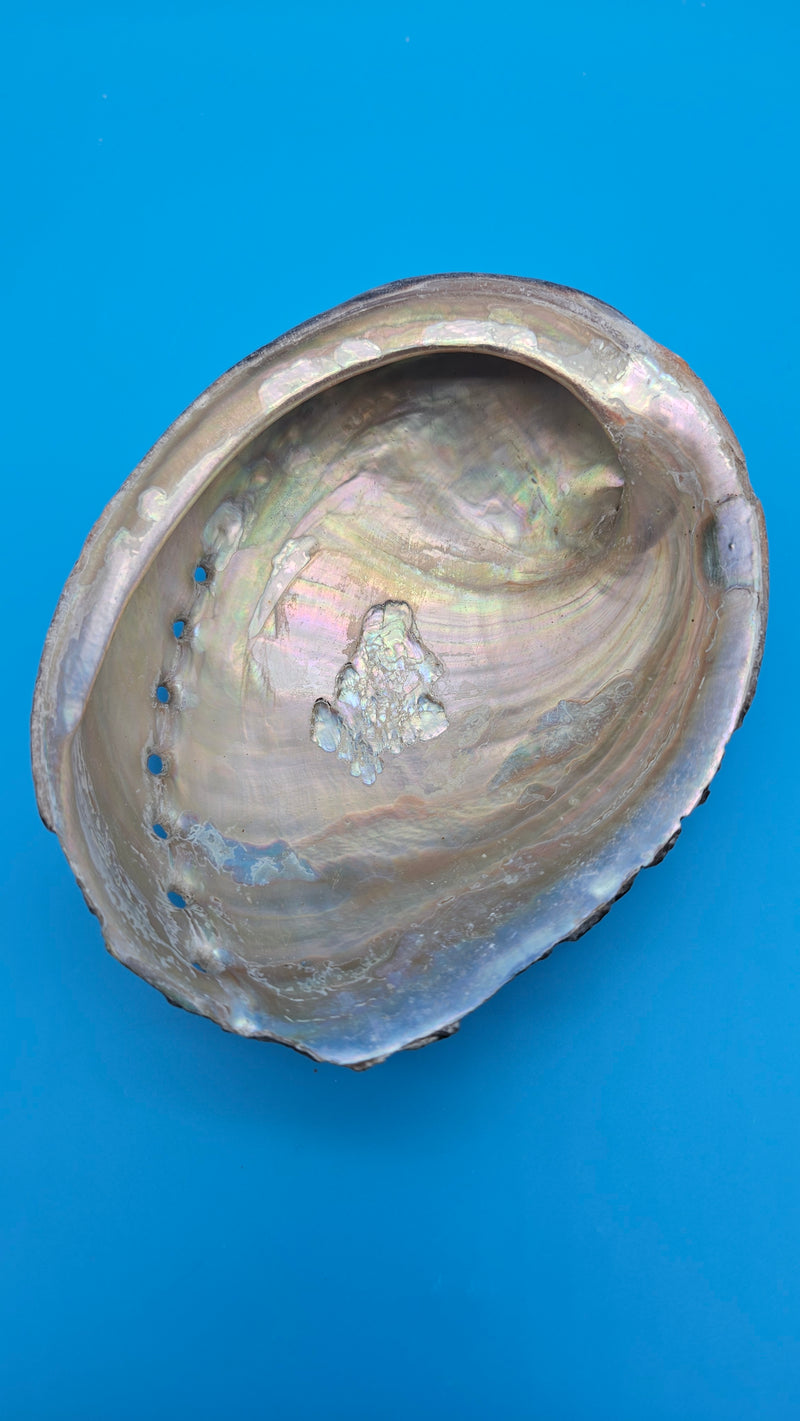 Haliotis cracherodii shell - ocean tone abalone display accent