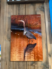 George Weynard Great Blue Heron metal print displayed - coastal wall decor art