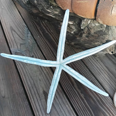 Giant Blue Linkia Starfish measuring 15.5 inches – natural sea star display piece