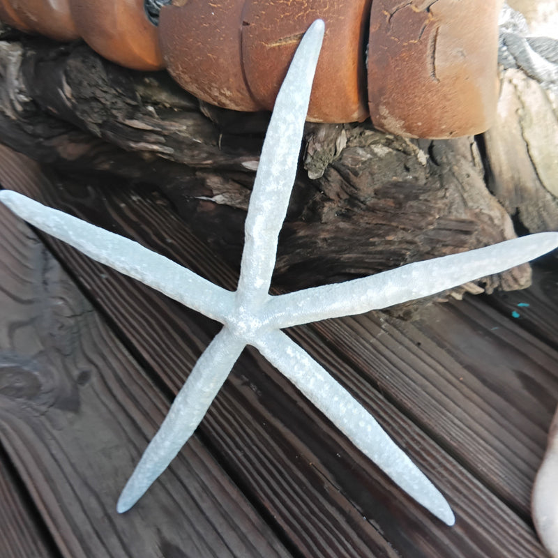 Giant Blue Linkia Starfish measuring 15.75 inches – natural blue sea star for coastal display