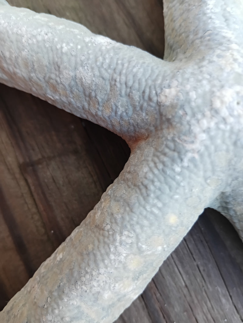 Side angle of Blue Linkia Starfish displaying vivid marine coloration