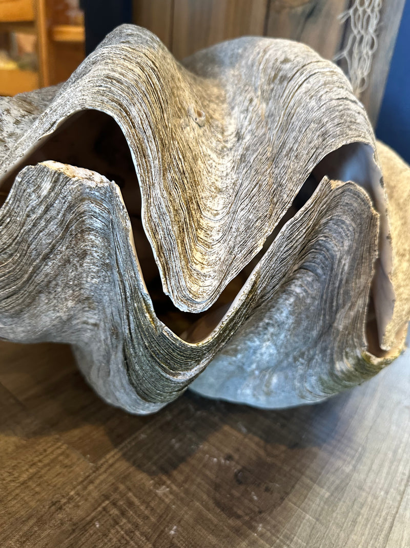 Front angled view of 17" giant clam display shell pair – natural Tridacna gigas