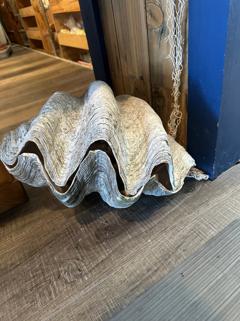 17" giant clam pair display shell leaning against wood frame – Tridacna gigas coastal decor