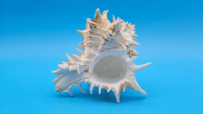 Giant Eastern Murex display shell for coastal décor – premium natural specimen