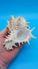 Giant Eastern Murex shell close-up – creamy ridges and glossy aperture